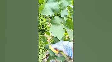 "Grape Fruit Pruning 🍇 | How to Get More & Better Grapes!" #fruit #grape #satisfying #pruning