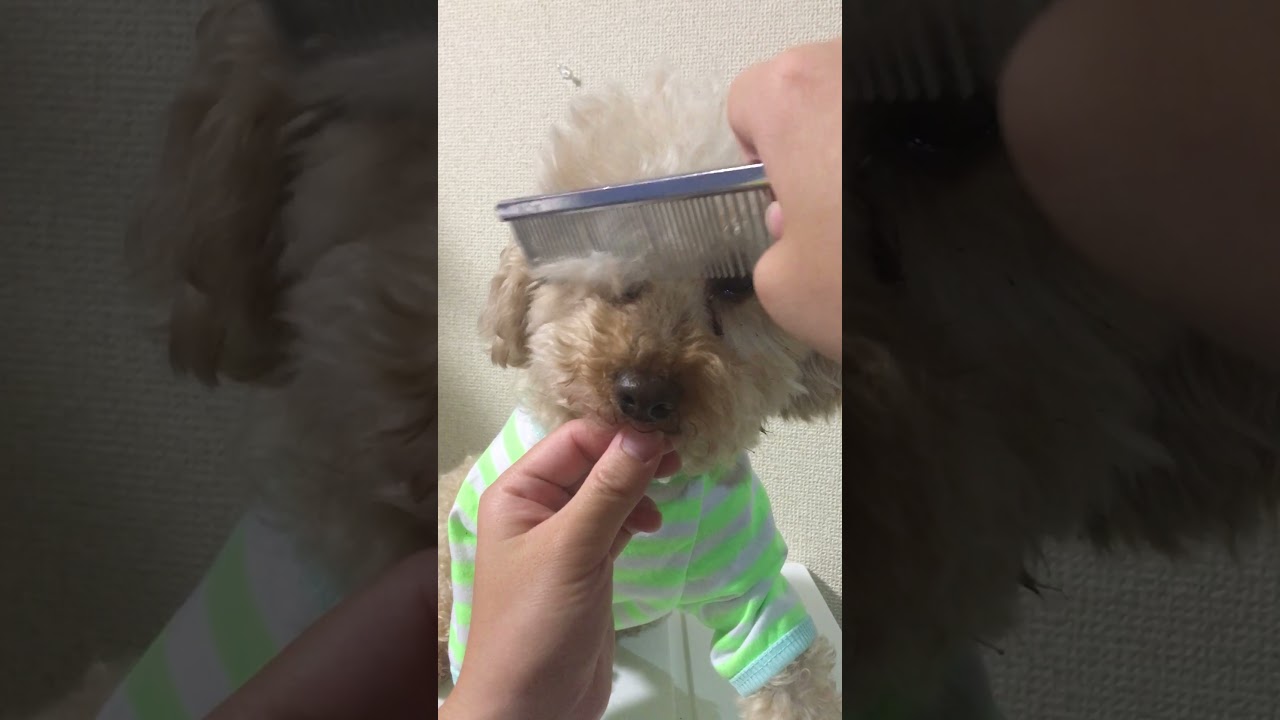 初心者向け トイプードルの顔の部分カットの詳しいやり方 目元 マズル 顔周り 動画あり みんなの犬の情報館