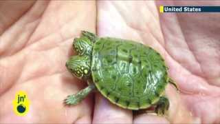 Two-headed Texas Turtle: San Antonio Zoo names double-headed mutant turtle 'Thelma and Louise'