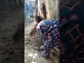 الشجرة مسكونه منذ وقت طويل وأثناء قطعها بدأت هذه الأباريق تخرج وتسقط من الشجرة كما ترون والله اعلم الشجرة مسكونه منذ وقت طويل وأثناء قطعها بدأت هذه الأباريق تخرج وتسقط من الشجرة كما ترون والله اعلم
