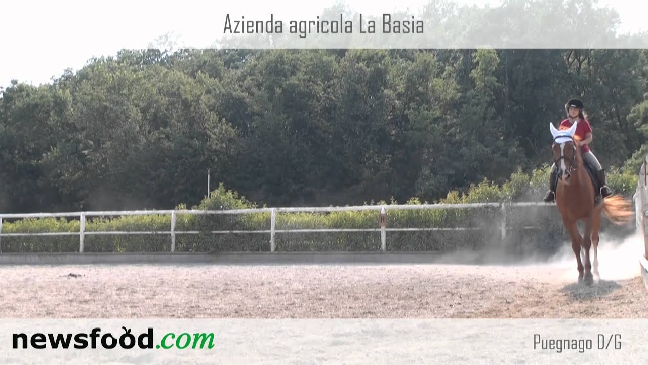 BASIA - YouTube