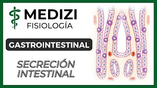 Clase 52 Fisiología Gastrointestinal - Secreción Intestinal (IG:@doctor.paiva)