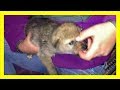 少女が5歳の時にやってきた子犬は犬じゃなかった!?