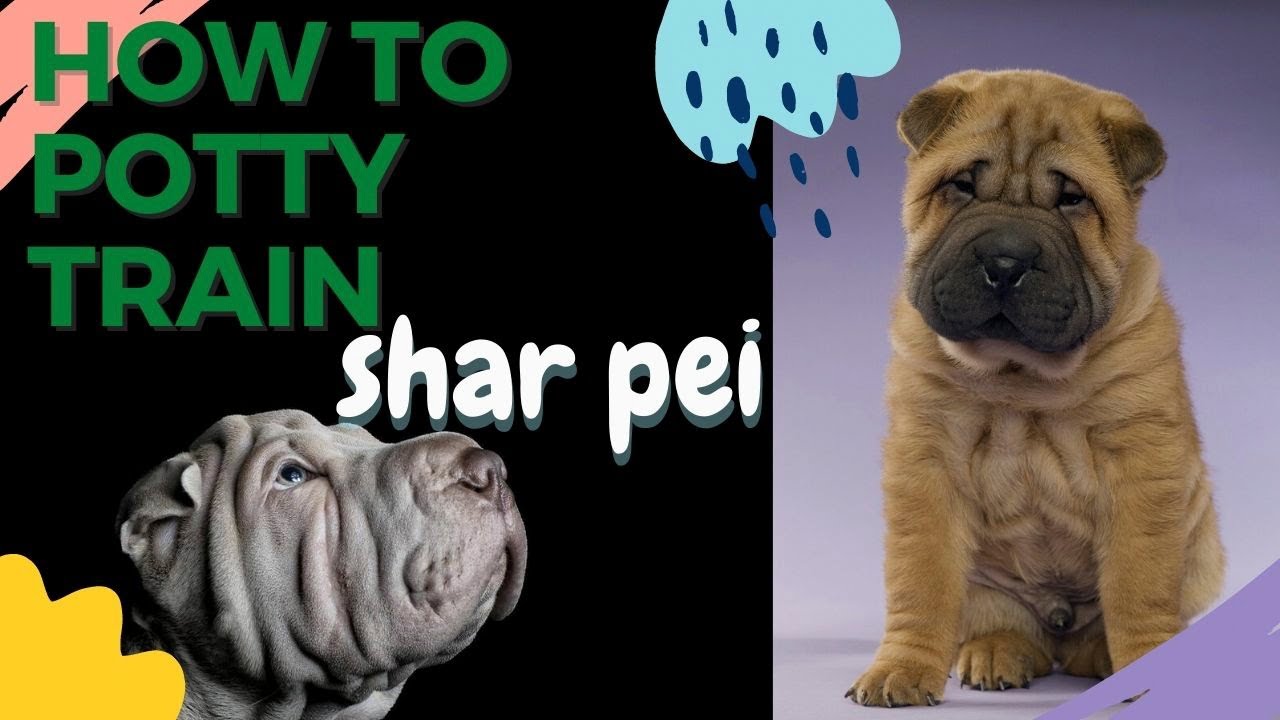 **How to PottyTrain a SharPei**BOWWOW**cLICK hERE !! YouTube