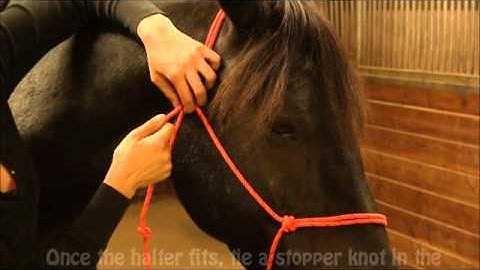 How to Fit and Adjust a Rope Halter