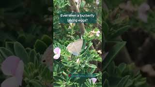 Long-tailed pea-blue butterfly laying eggs