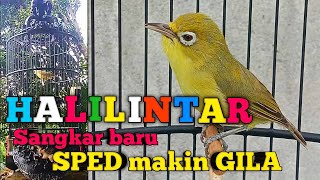 HALILINTAR LEBIH GILA DENGAN SANGKAR BARU | KECIAL KUNING JUARA GACOR NGEJOS SPED PENDEK SUPER GESIT