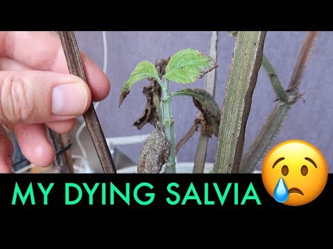 My Dying Salvia