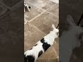 Хулиганы мои любимые