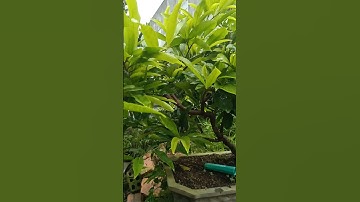 cập nhật lại cây mai cúc thọ hương cuối thangs7 Â.l