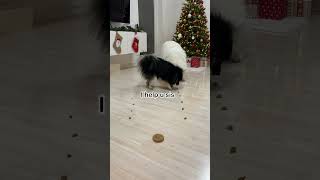 Failed Food Race Between My Dogs 😂 | Day 18 Advent Calendar #Shorts #Dog