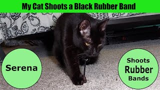 My Cat Shoots a Black Rubber Band by Serena the kAt 634 views 2 months ago 4 minutes, 38 seconds