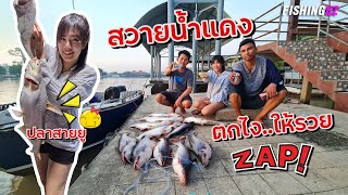 ตกสวายน้ำแดง ต้องทำอย่างไร... ให้ปัง!!! (ตกปลาแม่น้ำ) FISHINGEZ 31 ต.ค. 63