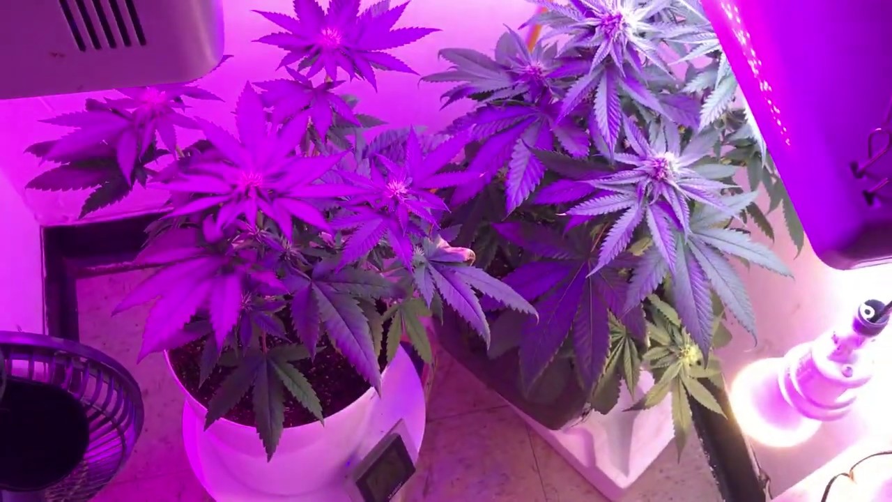 Indoor Cannabis Grow update day 20 flower Blue Mountain