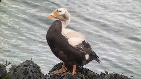 Brileider (Somateria fischeri) Spectacled Eider - Wagejot Texel december 2025