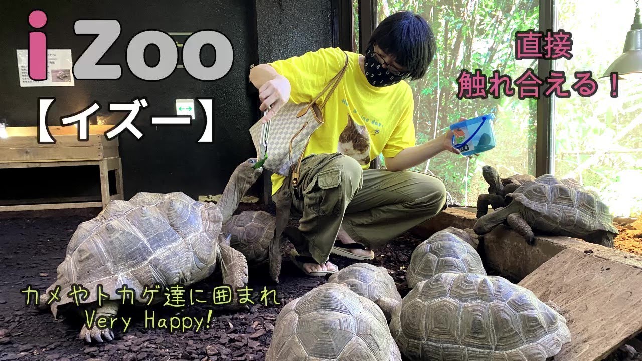 iZoo】エリマキトカゲひらいたぁ！【8匹のメインクーン猫との奮闘記