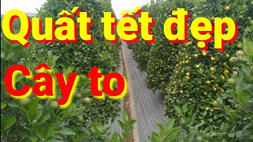 quất tết 2021 | quất cảnh đẹp cho quất tết 2021 | AlibabaHchannel