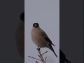 The bullfinch is resting. Winter, February