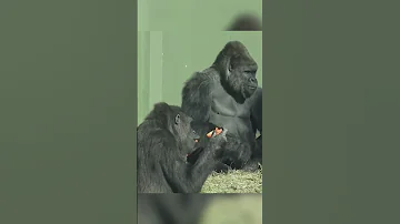 Shabani And Annie Gorilla Gorillababy Fyp Fypシ Viral Foryoupage Zoo Family Family 