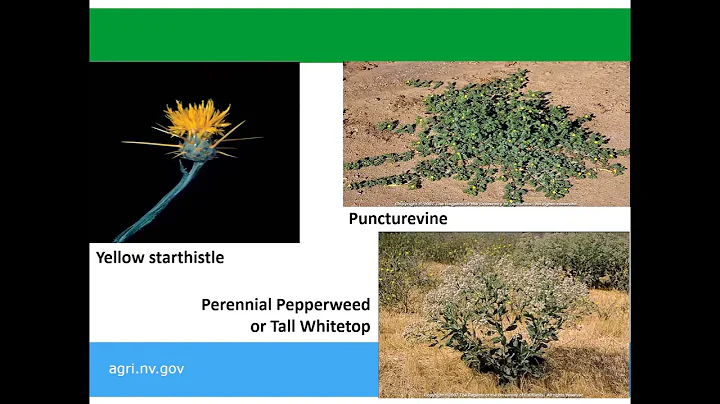 Nevada Department of Agriculture Lunch & Learn Session - Noxious Weeds, August 2021