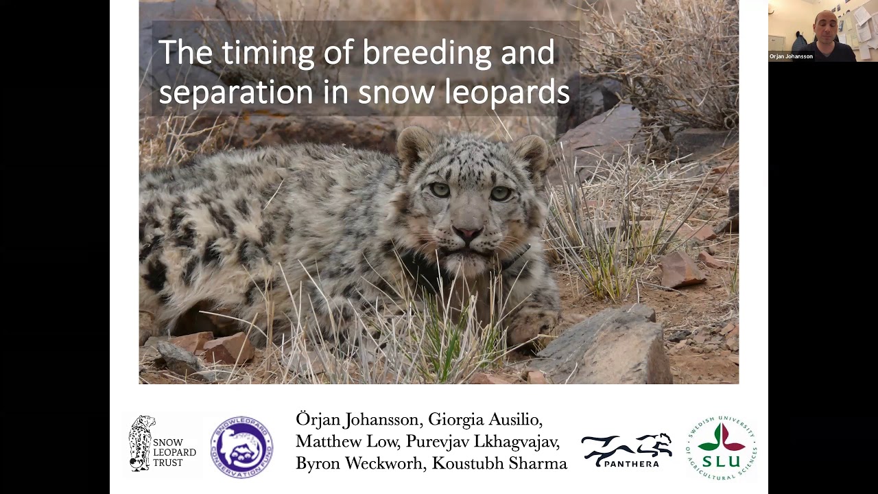 Webinar 9: The timing of breeding and independence for snow leopard females and their cubs