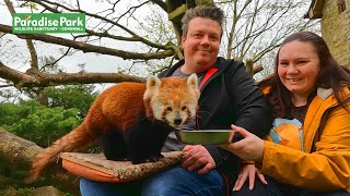 Paradise Park Vlog & Red Panda Encounter Experience 2024 | Amuseaholics