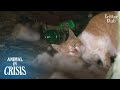 Cat Rubs Against His Dead Friend To Share His Warmth For A Month | Animal in Crisis EP147