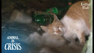 Cat Rubs Against His Dead Friend To Share His Warmth For A Month | Animal in Crisis EP147