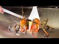 $235 Lobster &amp; Kobe Beef in Kyoto - Japan