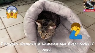 Pets Mascotas Cats & Dogs I Funny & Lovely videos #147 by PETS MASCOTAS CATS & DOGS 207 views 10 months ago 1 minute, 15 seconds