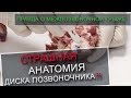 Правда про межпозвоночную грыжу. Анатомия позвоночника. Вертебролог Игнатьев Радион Геннадиевич.