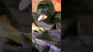 Some Gorillas Like To Eat The Banana Separately From The Skin! #Gorilla #Asmr #Mukbang #Eating