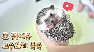 How I bathe hedgehogs (Feat. Screaming hedgehogs)