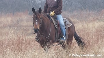 Custody Cat***For info, price, etc., go to our website*** ValleyViewRanch.net