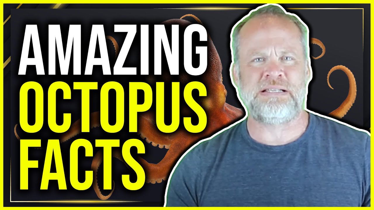8 Amazing Octopuses Interview with Octonation Founder - YouTube