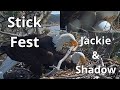 Stick fest wingslaps snite zooms on eggs  jackie  shadow  bald eagles big bear valley