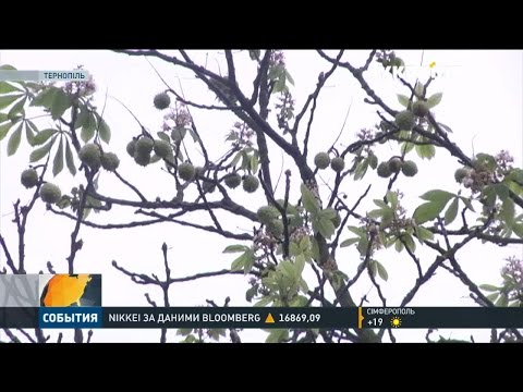 У Тернополі розцвіли каштани