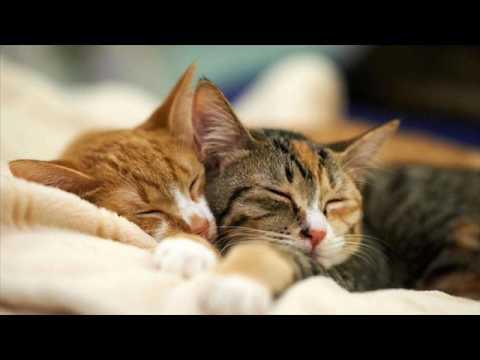 Video: Upptagen Dublin Vet Clinic söker upplevd Cat Cuddler