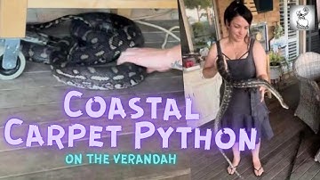 Katie Catches Big Coastal Carpet Python - Dundowran Beach