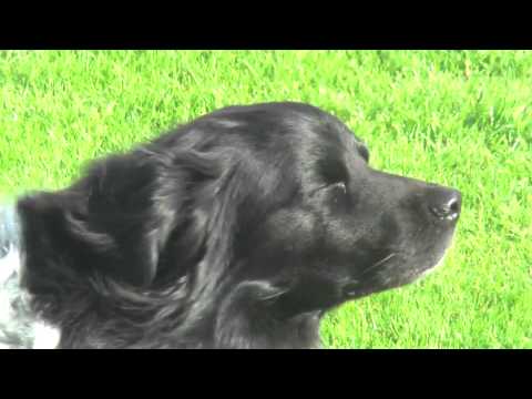 Dog majestically enjoys wind in face