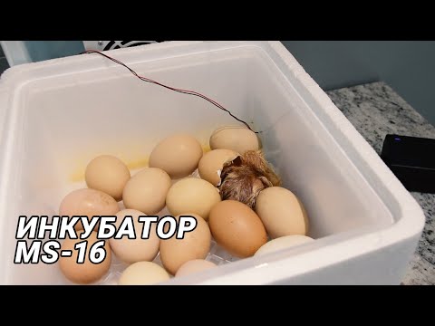 Автоматичен инкубатор за