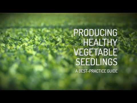 Video: How To Grow Healthy Quality Seedlings