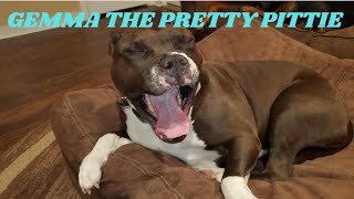 Gemma the pretty pittie by PIG AND FRIENDS  356 views 2 months ago 49 seconds