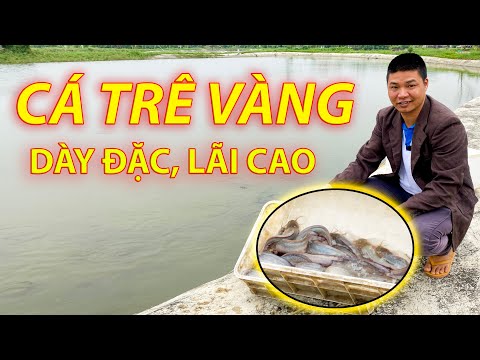 Video Nuôi Cá Trê Vàng Lai Thu Lãi Hàng Trăm Triệu/Năm | Mô... - youtube