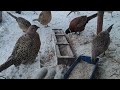 Чем кормить фазанов перед Яйцекладкой?