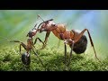 Semut Semut Kecil #Lagu Anak Terbaru (HD)