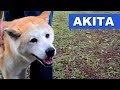 Akita - Papo com o dono