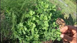 Porophyllum ruderale (Papalo) - A PROLIFIC cilantro replacement herb for the south