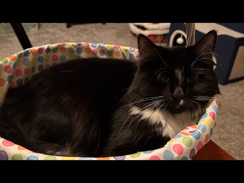 Cats Explore Easter Basket #cat