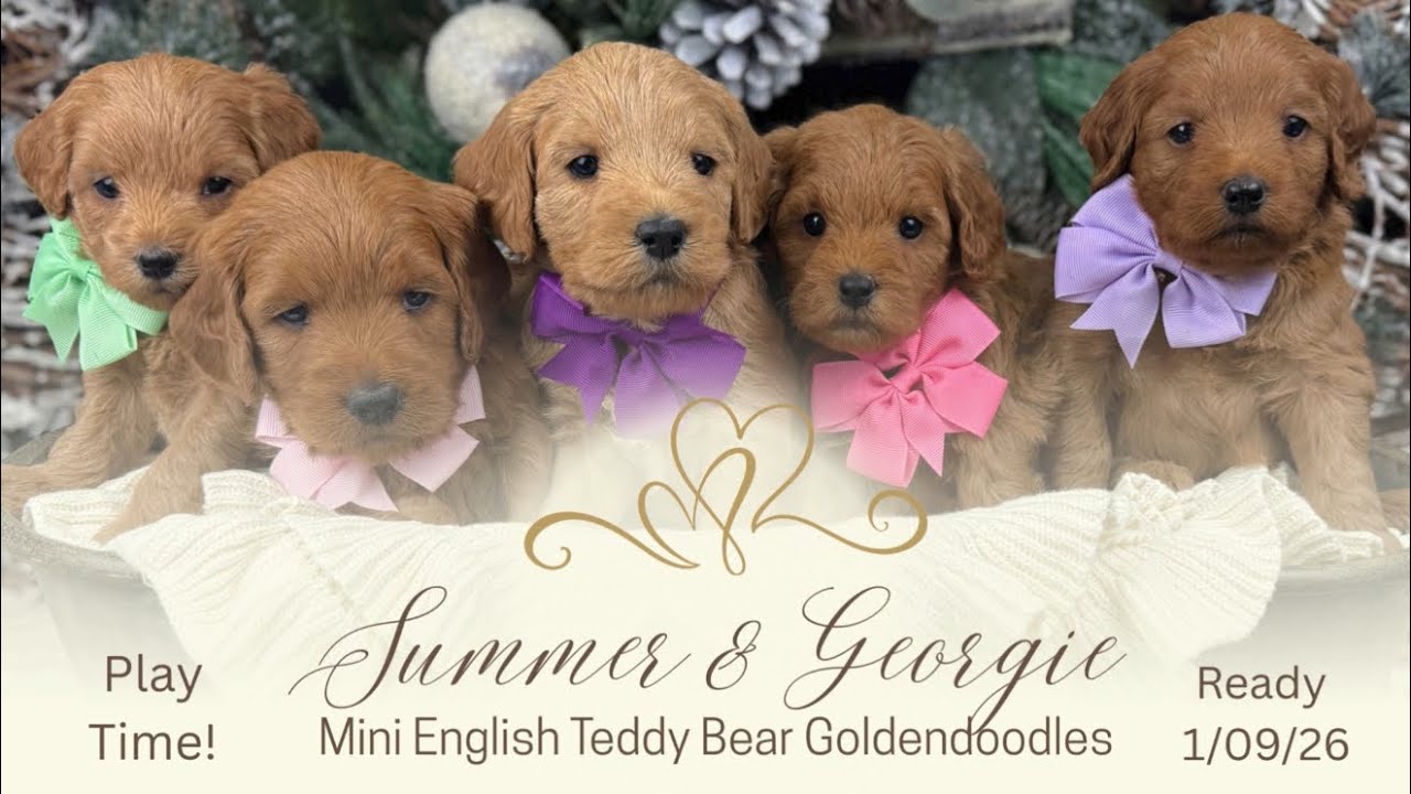 Summer’s F1b Mini English Teddy Bear Goldendoodles In MO - Ready 1/09/26 - Playtime!